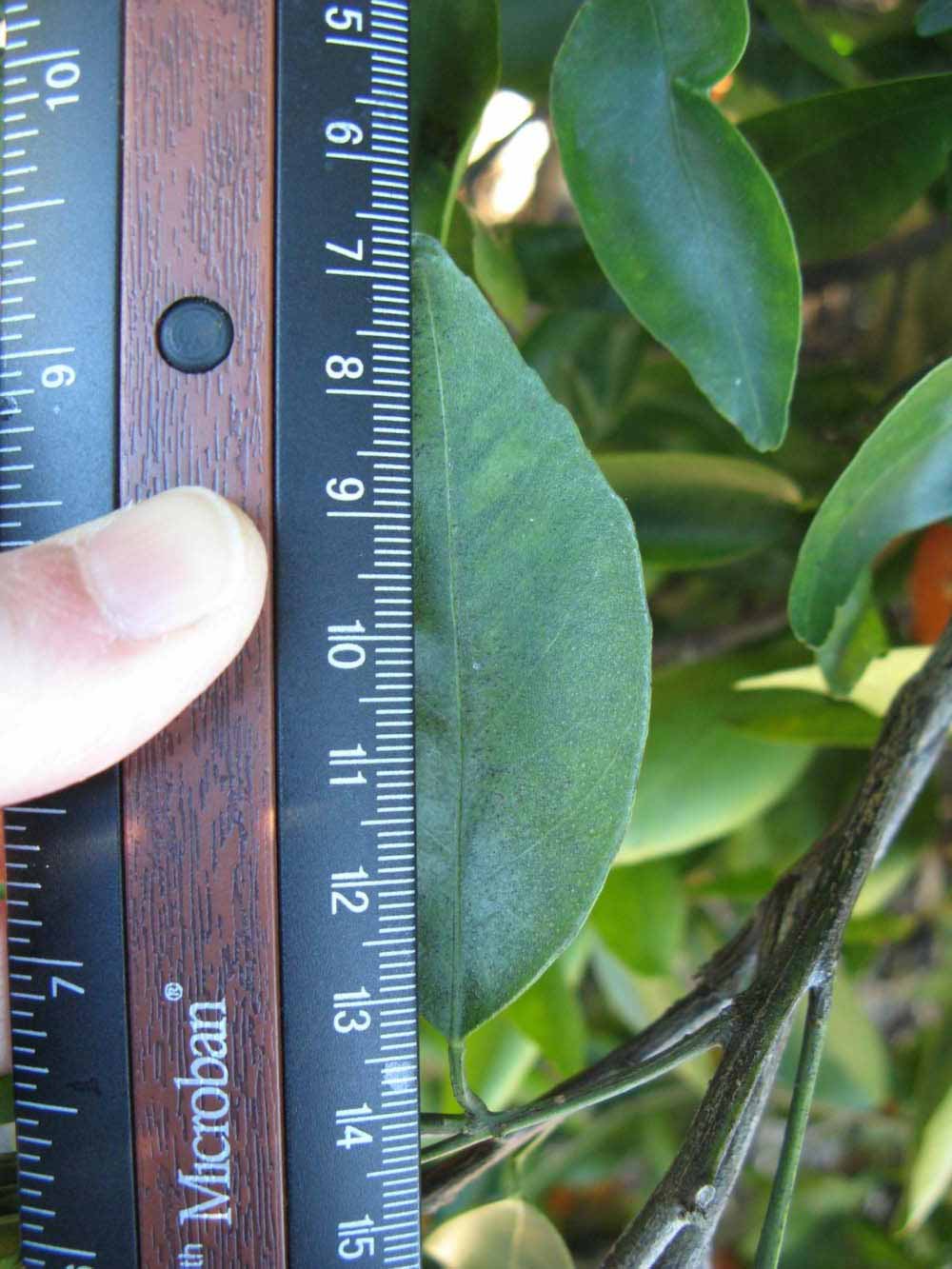              Unifoliolate leaf (Winter Haven, FL)       